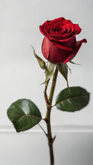Image of a beautiful red rose 47