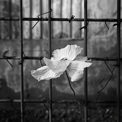 Alcatraz flower in black and white, Alcatraz en blanco y negro