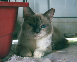Mon Chat