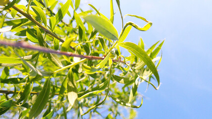 green leaves on blue sky background