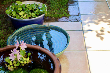 睡蓮鉢が並ぶ涼しげな中庭　日本の夏の景色　納涼　夏の風物詩　和風と洋風がブレンドされた庭