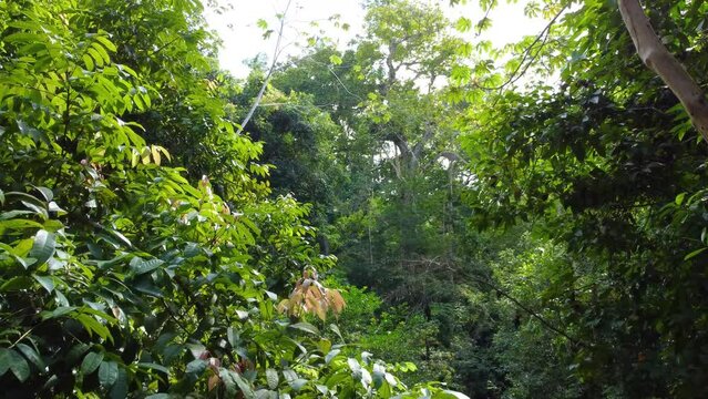 Slowly Ascending Through Tropical Forest in South America