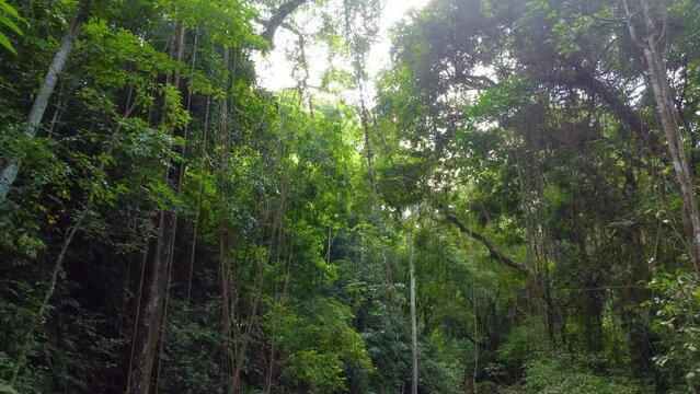 Rising from Base of Amazonian Forest With Many Vines on Trees