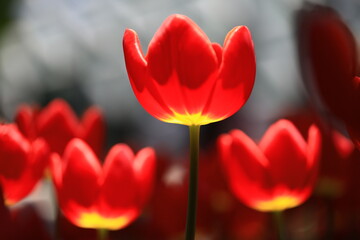 Beautiful tulips in the selected cool season dome using cool waste from the regasification process...