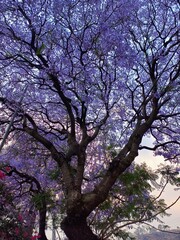 Árbol 