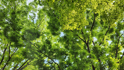 green leaves background