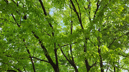 Obraz premium green leaves background