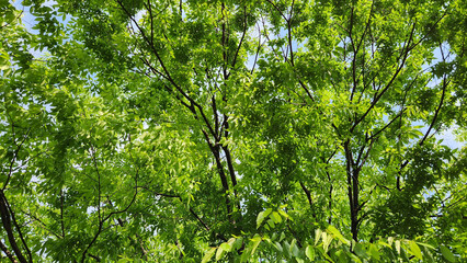 Fototapeta premium green leaves background