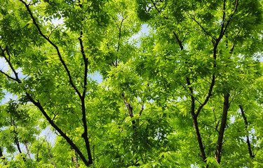 Fototapeta premium green leaves background