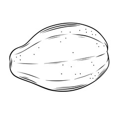 Hand drawn papaya illustration. Black and white papaya line art on isolated background.