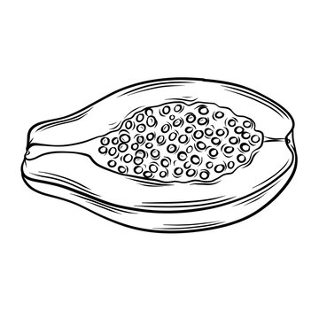 Hand drawn papaya illustration. Black and white papaya line art on isolated background.