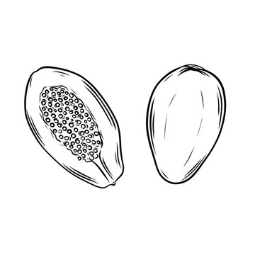 Hand drawn papaya set. Black and white papaya line art on isolated background.