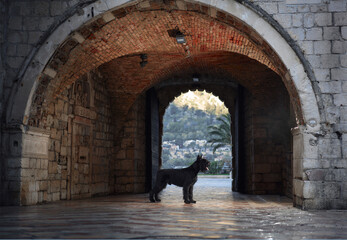 A black Schnauzer stands guard at the entrance of a vaulted stone archway, a sentinel in a...