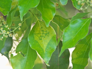 Tokyo, Japan - May 11, 2024: Shadow of flowers of Camphor tree