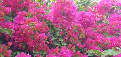 Obraz premium colorful summer flower in a garden