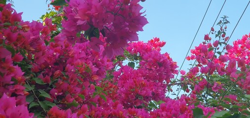 colorful summer flower in a garden