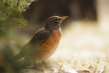 American robin is standing on the ground under the tree in morning light.