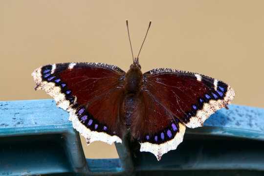 Mourning cloak butterfly is sitting on a chair in the backyard in spring.