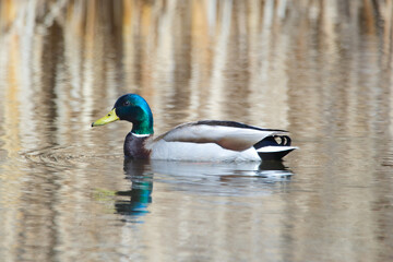 Male mallard duck is swimming in the lake in the early spring.
