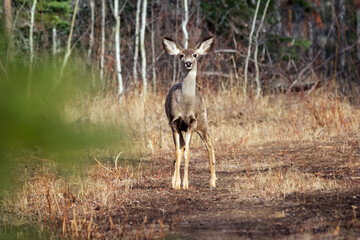 Mule deer doe is standing and watching in the forest trail.