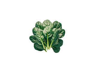 Obraz premium Spinach isolated on a transparent background
