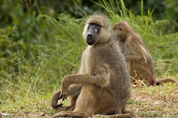 Chacma Baboon (Papio ursinus) in South Luangwa National Park. Zambia. Africa.