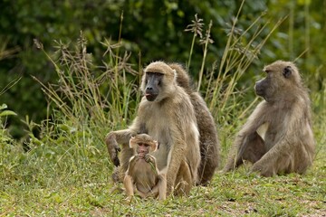 Chacma Baboon (Papio ursinus) in South Luangwa National Park. Zambia. Africa.