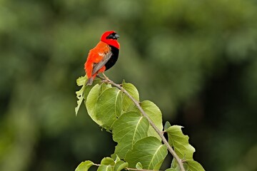 Black-Winged Red Bishop (Euplectes Hordeaceus). South Luangwa National Park. Zambia. Africa.
