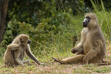 Chacma Baboon (Papio ursinus) in South Luangwa National Park. Zambia. Africa.