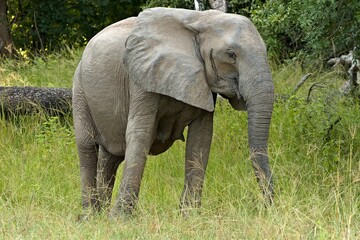 Obraz premium African Elephant (Loxodonta africana). South Luangwa National Park. Zambia. Africa.