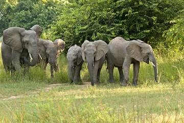 Naklejka na ściany i meble View of a herd of African elephants (Loxodonta africana) in South Luangwa National Park. Zambia. Africa.