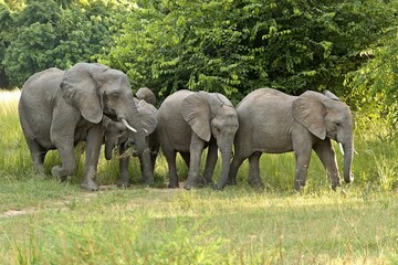 Fototapeta premium African Elephant (Loxodonta africana) in South Luangwa National Park. Zambia. Africa.