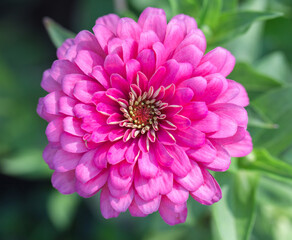 close-up of pink zinnia flower. Image has shallow depth of field.