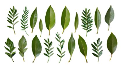 levitating green background leaves laurel leaf flying bay spice anise pepper various copy red healthy herb levitation kitchen organic seasoning ingredient isolated cookery condiment food cooking