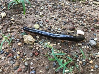 Kaki seribu (Millipede) walk on the ground
