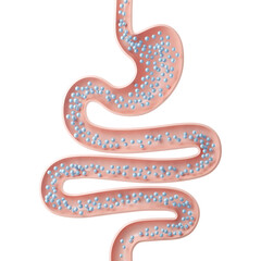 intestine with small ball, medical concept of human anatomy intestine with gas, 3d illustration.