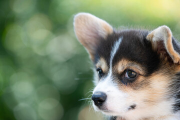 close up puppy corgi dog with green background.