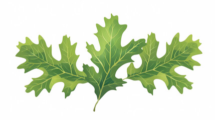 oak leaf vector illustration on a isolated background