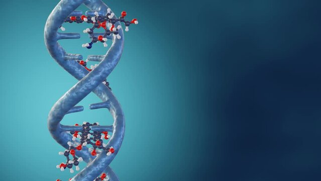 3d animation of doxorubicin molecules intercalates DNA through the formation hydrogen bonds with guanines in adjacent GC base pairs
