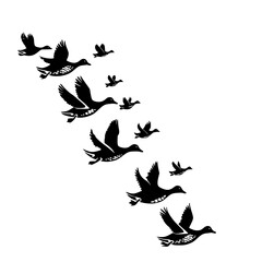 flying, bird, sky, birds, fly, silhouette, flock, flight, nature, blue, group, animal, vector, black, white, illustration, wing, formation, wildlife, pigeon, migration, geese, wings, freedom, wild, ic