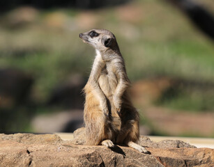 Meerkat standing in an alert posture on a rock