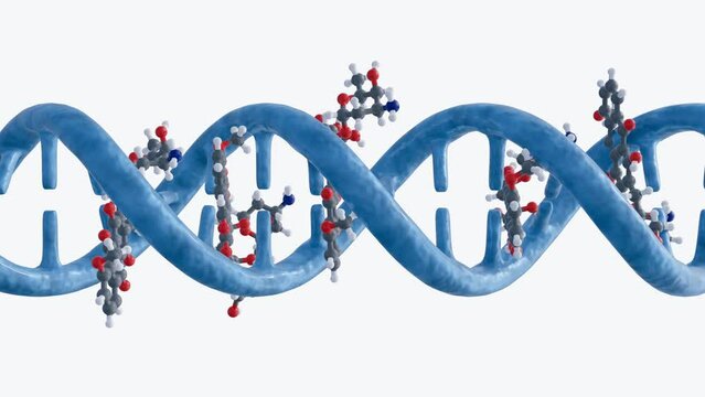 3d animation of doxorubicin molecules intercalates DNA through the formation hydrogen bonds with guanines in adjacent GC base pairs