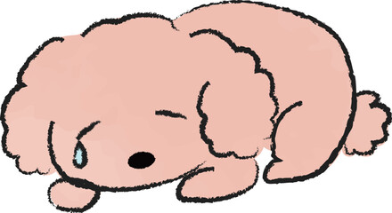 伏せをして涙を流し落ち込むトイプードル