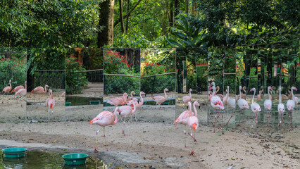 A flock of beautiful pink flamingos walks in an aviary by the pond.  Graceful birds with long legs and elegantly curved necks are reflected in the mirrored walls of the fence. Lush tropical vegetation