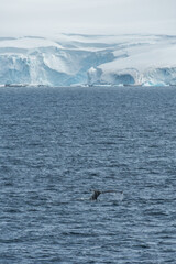 Fototapeta premium Impression of the Scenery near Anvers Island, on the Antarctic Peninsula. A diving humpback whale -Megaptera novaeangliae- is shown in the foreground.