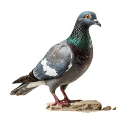 Fototapeta premium A photo of a pigeon standing on a rock On transparent background