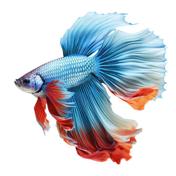 The image shows a beautiful Siamese fighting fish, also known as a betta fish. It has a long, flowing tail and vibrant colors. On transparent background