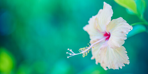Macro nature flower. Exotic tropical garden or park serenity with closeup soft yellow hibiscus...
