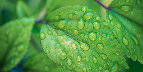 Raindrops on fresh green leaves on natural lush. Macro photo of water droplets on leaves texture. Closeup waterdrop on green leaf in soft sunlight tranquil ecology. Summer, spring nature background