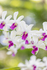 Exotic botanical artistic purple white Orchid flowers in sunny day tropical garden floral lush...